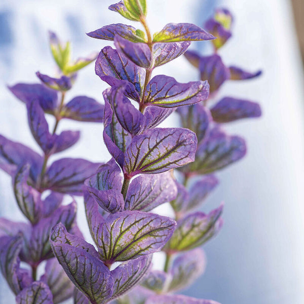 Broksalvia ´Oxford Blue´