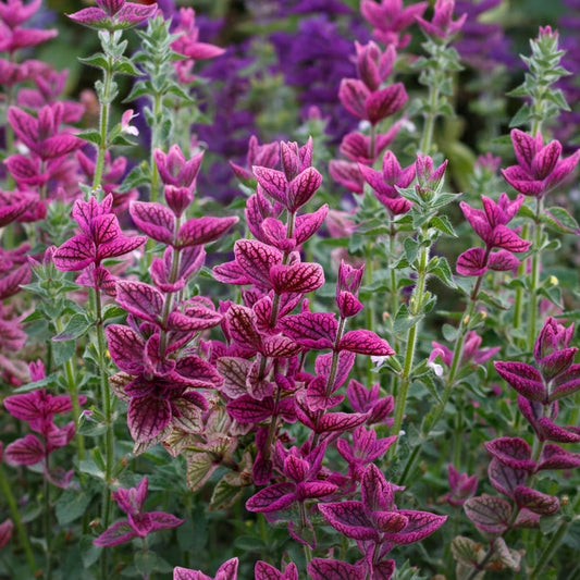 Broksalvia ´Pink Sundae´