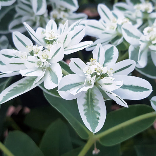 Broktörel ´Kilimanjaro´