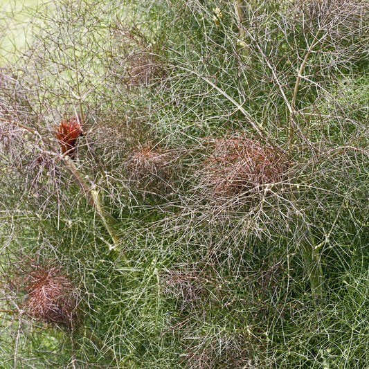 Bronsfänkål ´Smokey´