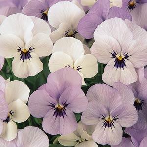 Bukettviol ´Sorbet Babyface´