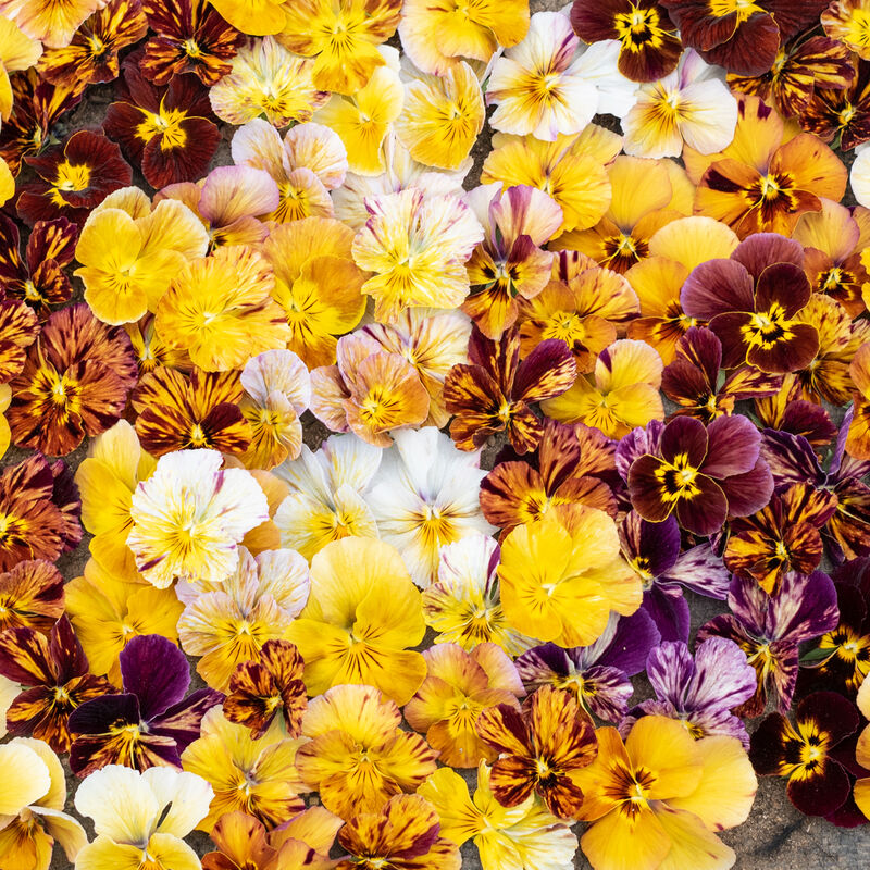 Bukettviol ´Brush Strokes´