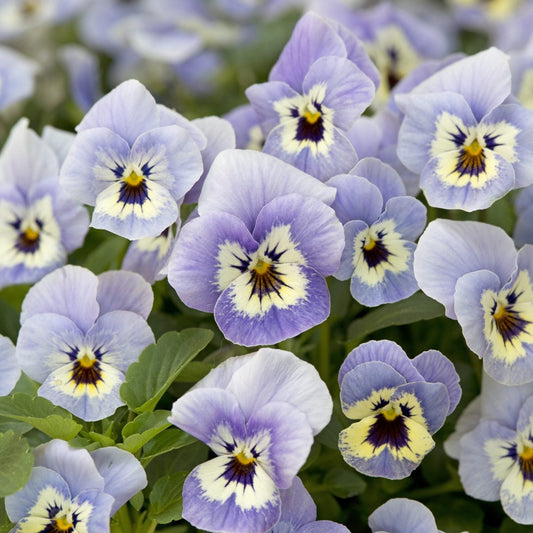 Bukettviol ´Floral Power Marina´