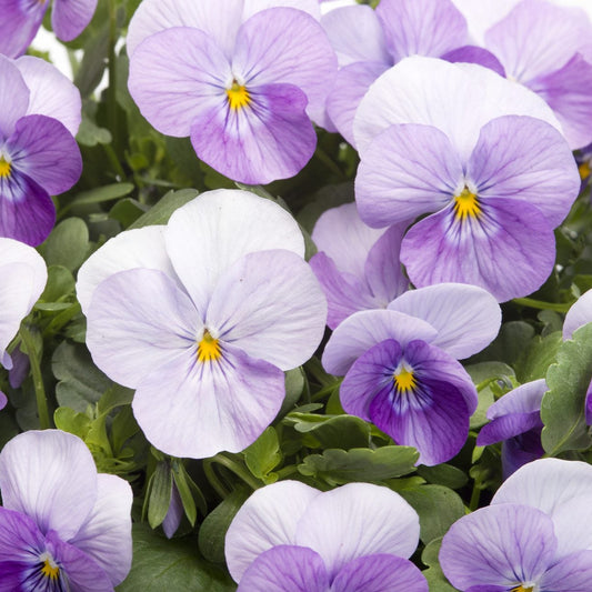 Bukettviol ´Floral Power Pink Beacon´