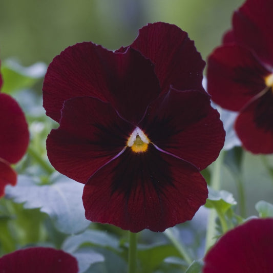 Bukettviol ´Floral Power Red´