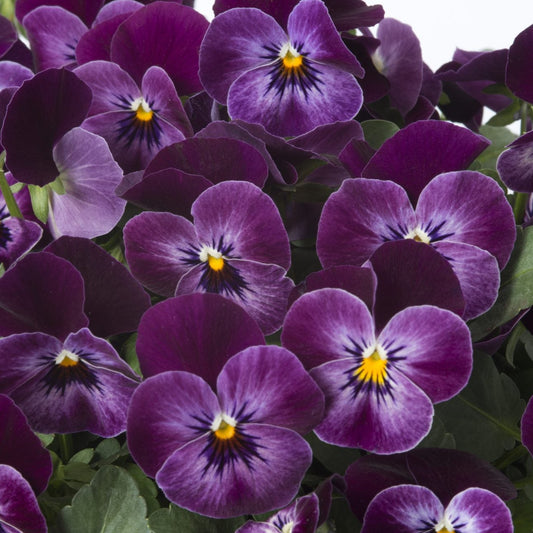 Bukettviol ´Floral Power Raspberry´