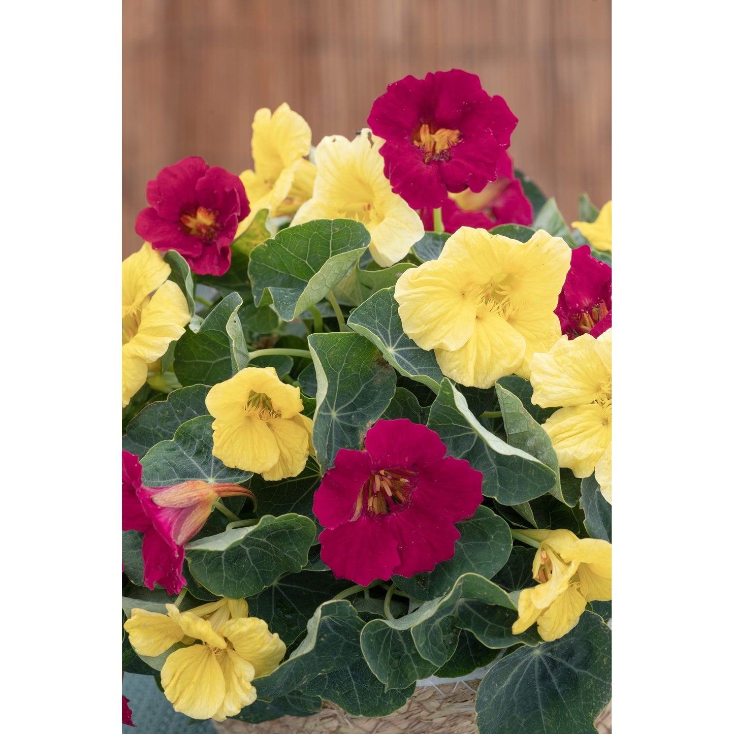 Buskkrasse ´Baby Lemon Raspberry´