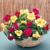 Buskkrasse ´Baby Lemon Raspberry´