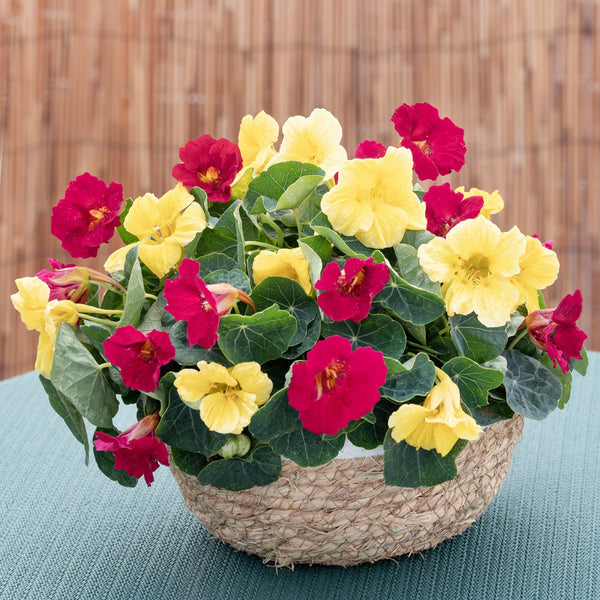 Buskkrasse ´Baby Lemon Raspberry´