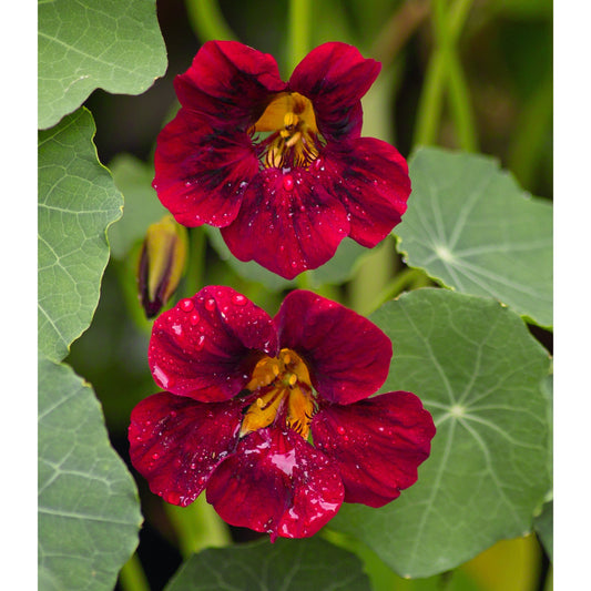 Buskkrasse ´Black Velvet´