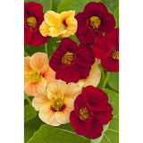 Buskkrasse ´Sahin´s Paso Doble´