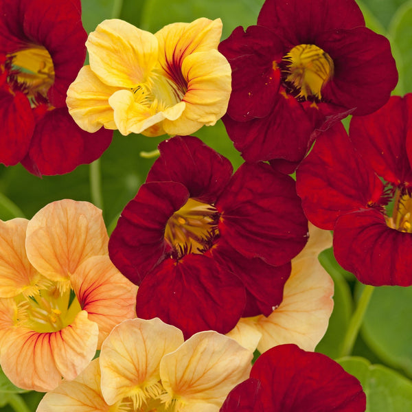 Buskkrasse ´Sahin´s Paso Doble´