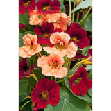 Buskkrasse ´Sahin´s Rumba´