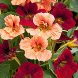 Buskkrasse ´Sahin´s Rumba´