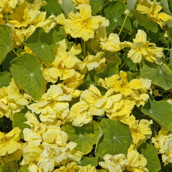 Buskkrasse ´Whirlybird Cream´