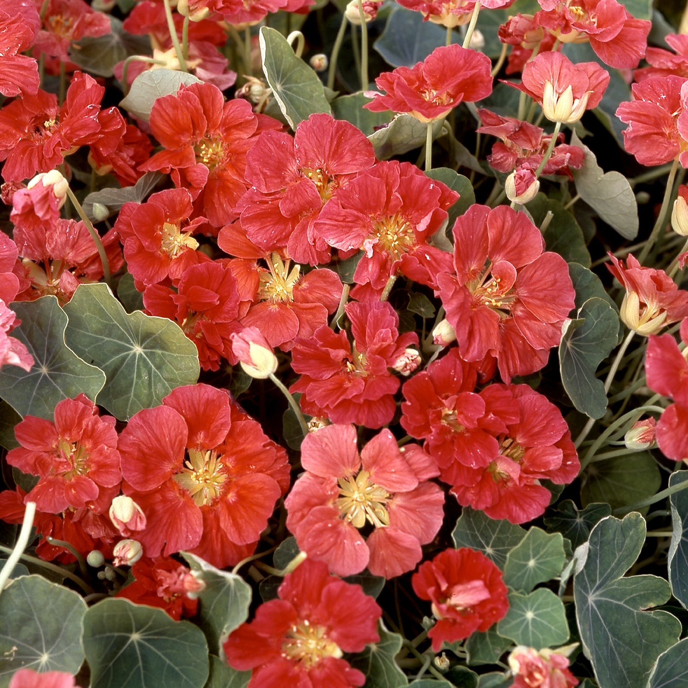 Buskkrasse ´Whirlybird Rose´