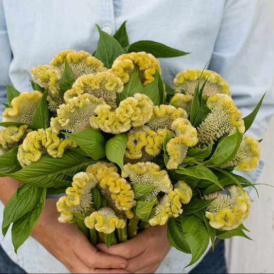 Celosia, Tuppkam  ´Cramers´ Lemon Lime´