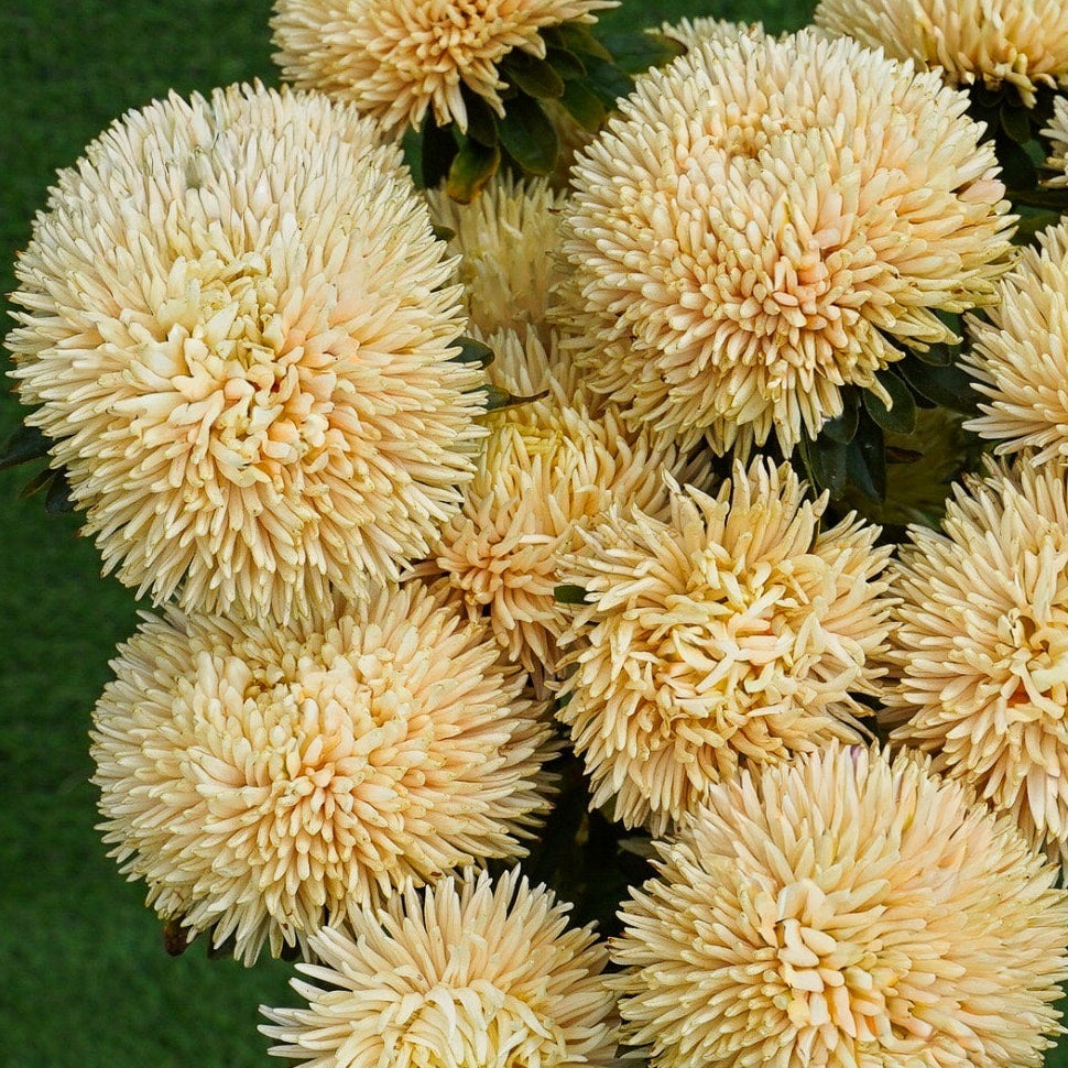 Sommaraster ´Chrisantella Autumn Forest´