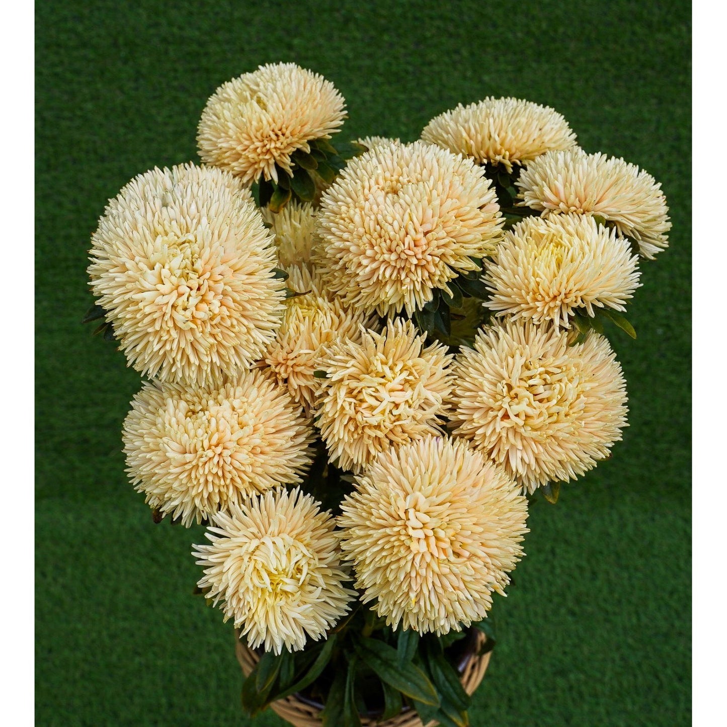 Sommaraster ´Chrisantella Autumn Forest´