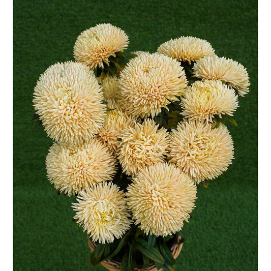 Sommaraster ´Chrisantella Autumn Forest´