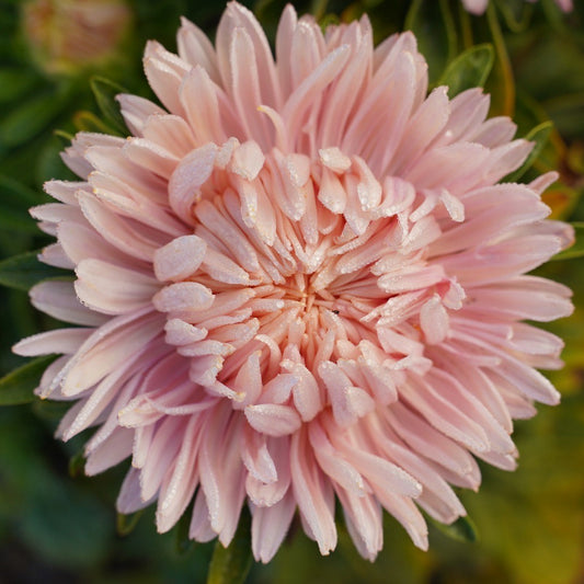 Sommaraster ´Chrisantella Flamingo at Sunset´