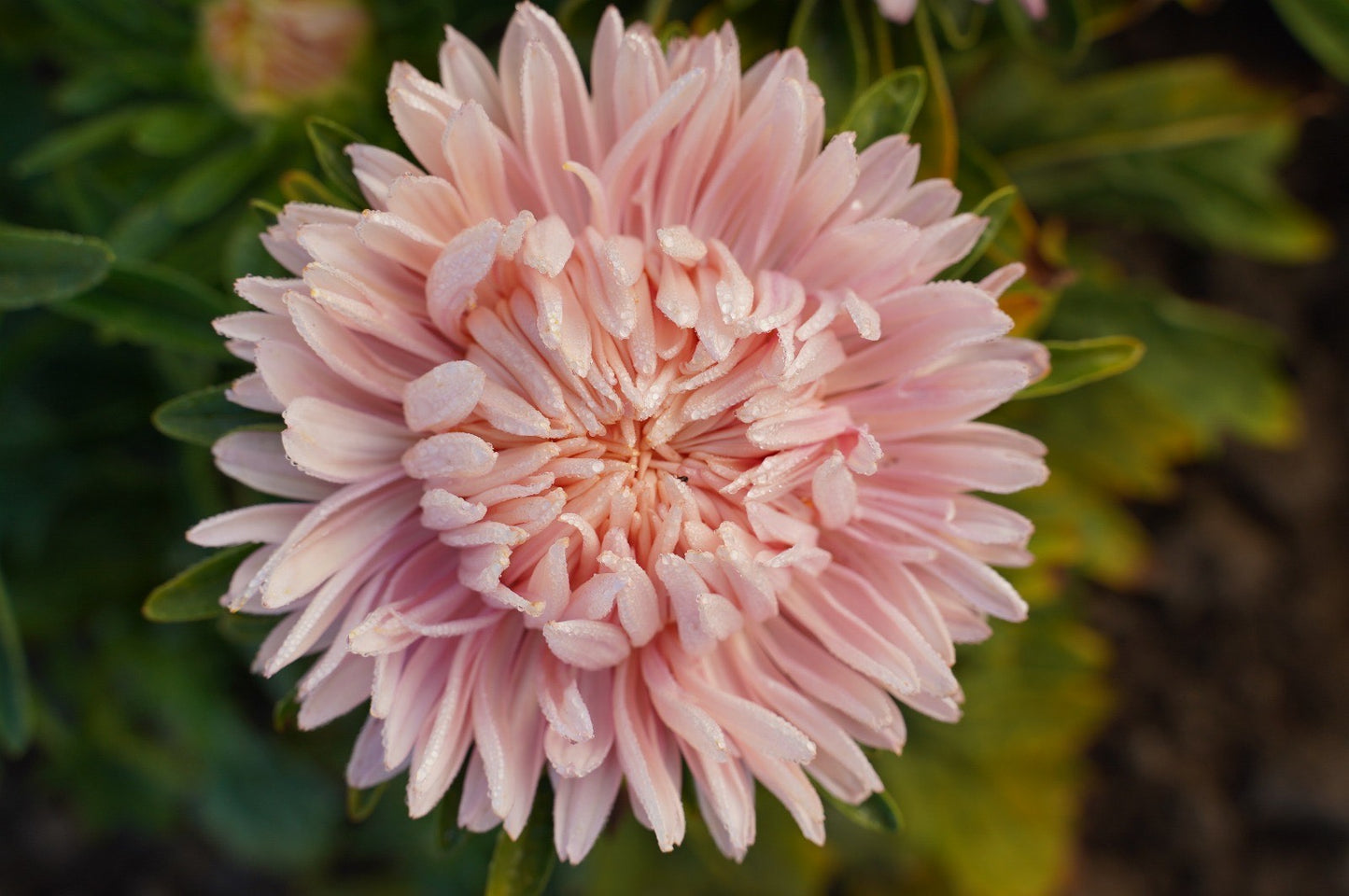 Sommaraster ´Chrisantella Flamingo at Sunset´