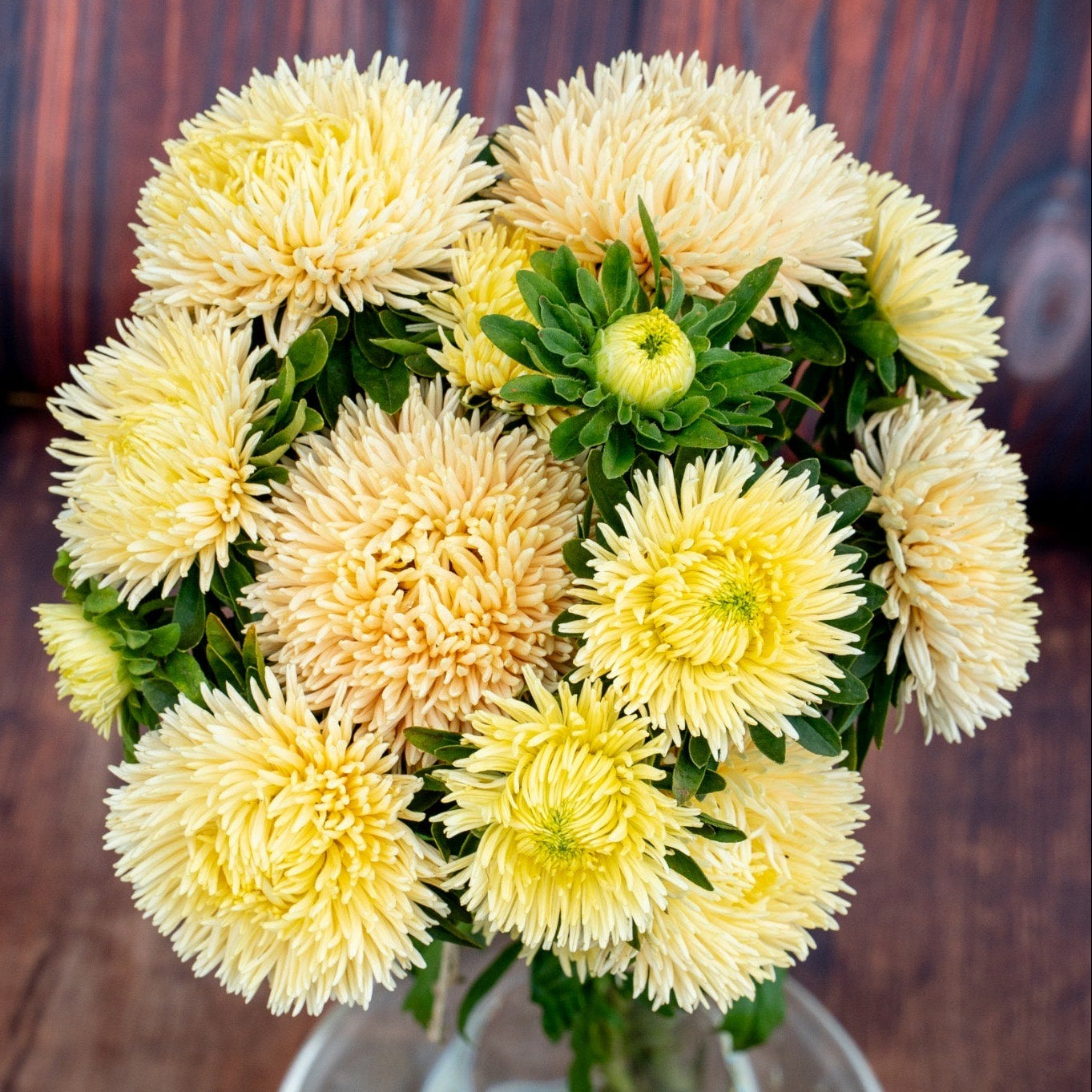 Sommaraster ´Chrisantella Limoncello´