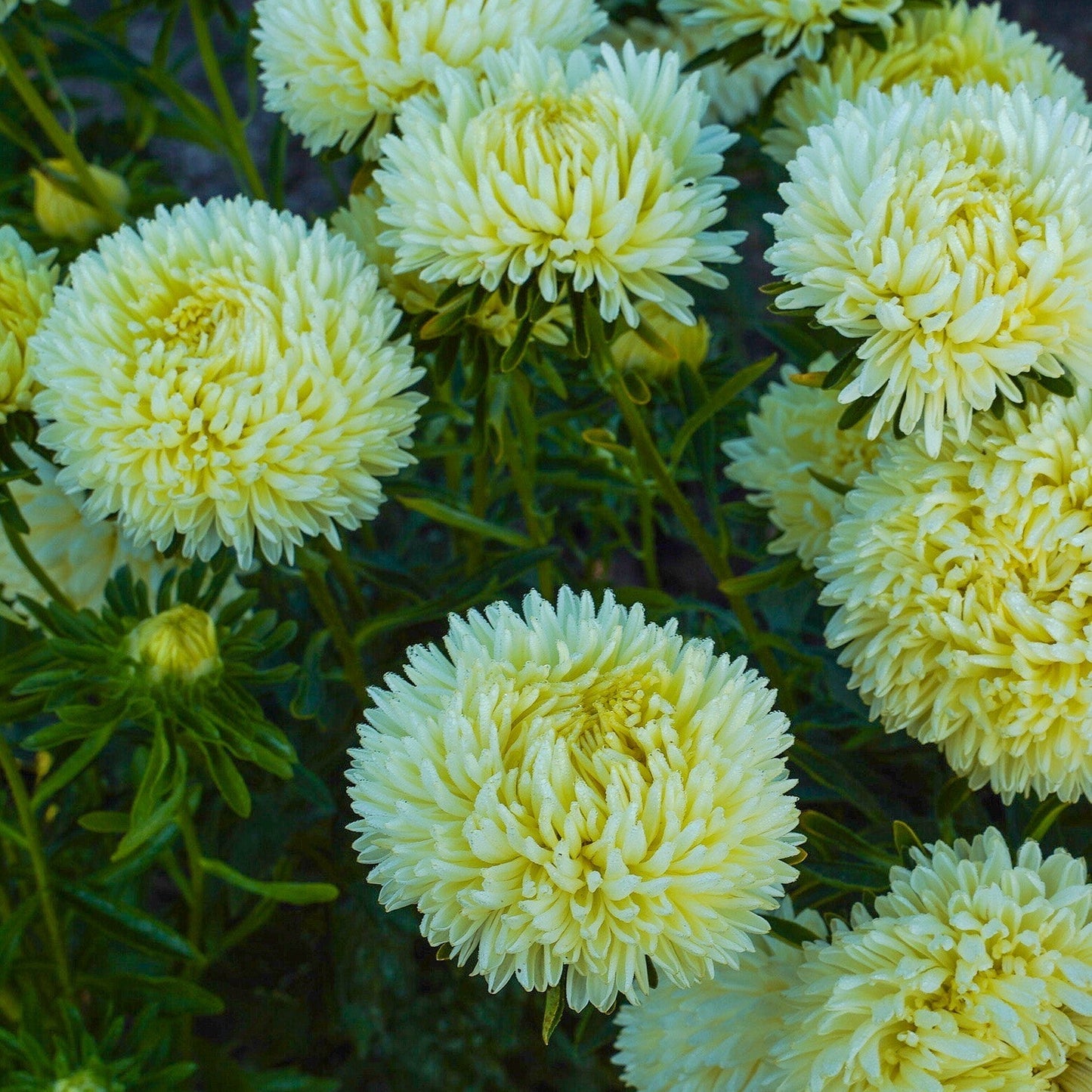 Sommaraster ´Chrisantella Limoncello´