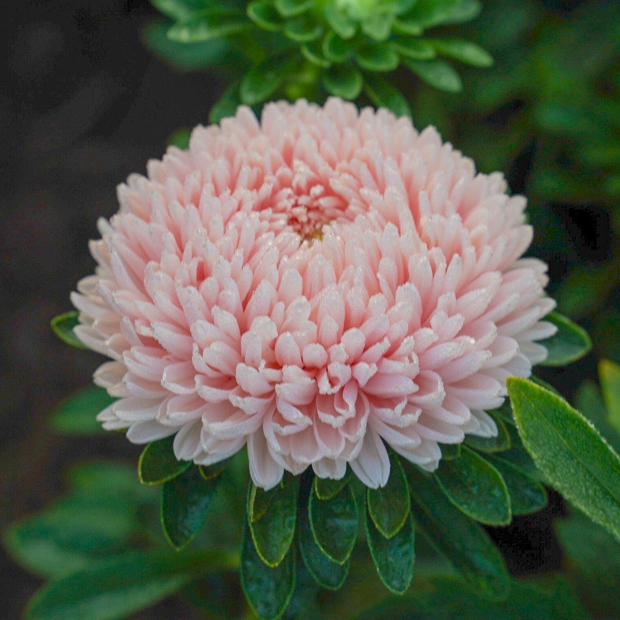 Sommaraster ´Chrisantella Lotus Flower´