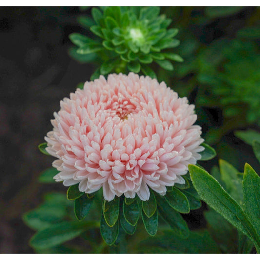 Sommaraster ´Chrisantella Lotus Flower´