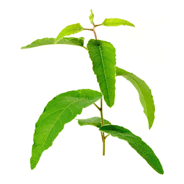 Citroneukalyptus