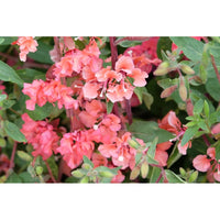 Clarkia ´Elegant Salmon´