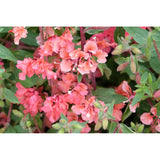 Clarkia ´Elegant Salmon´