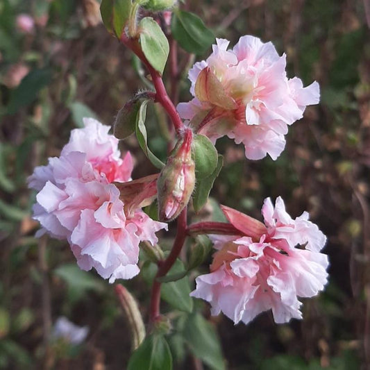 Clarkia ´Enchantress´