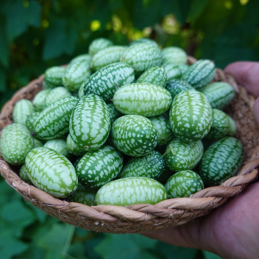 Cucamelon/Djungelgurka
