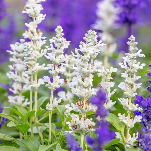 Daggsalvia ´Victoria White´
