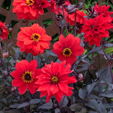 Dahlia ´Black Forest Ruby´