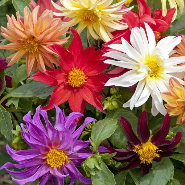 Sommardahlia ´Cactus Mix´