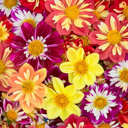 Sommardahlia ´Dandy Mix´