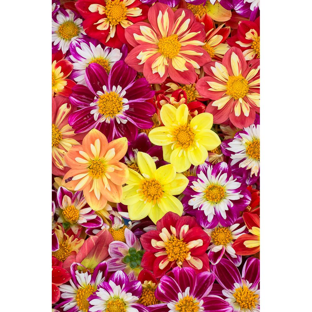 Sommardahlia ´Dandy Mix´