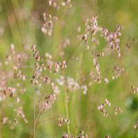 Darrgräs