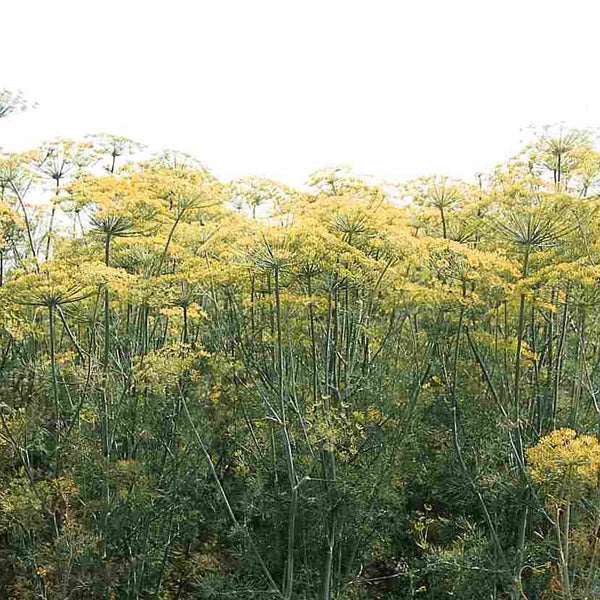 Dill ´Vierling´