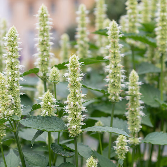 Koreansk anisisop, vit