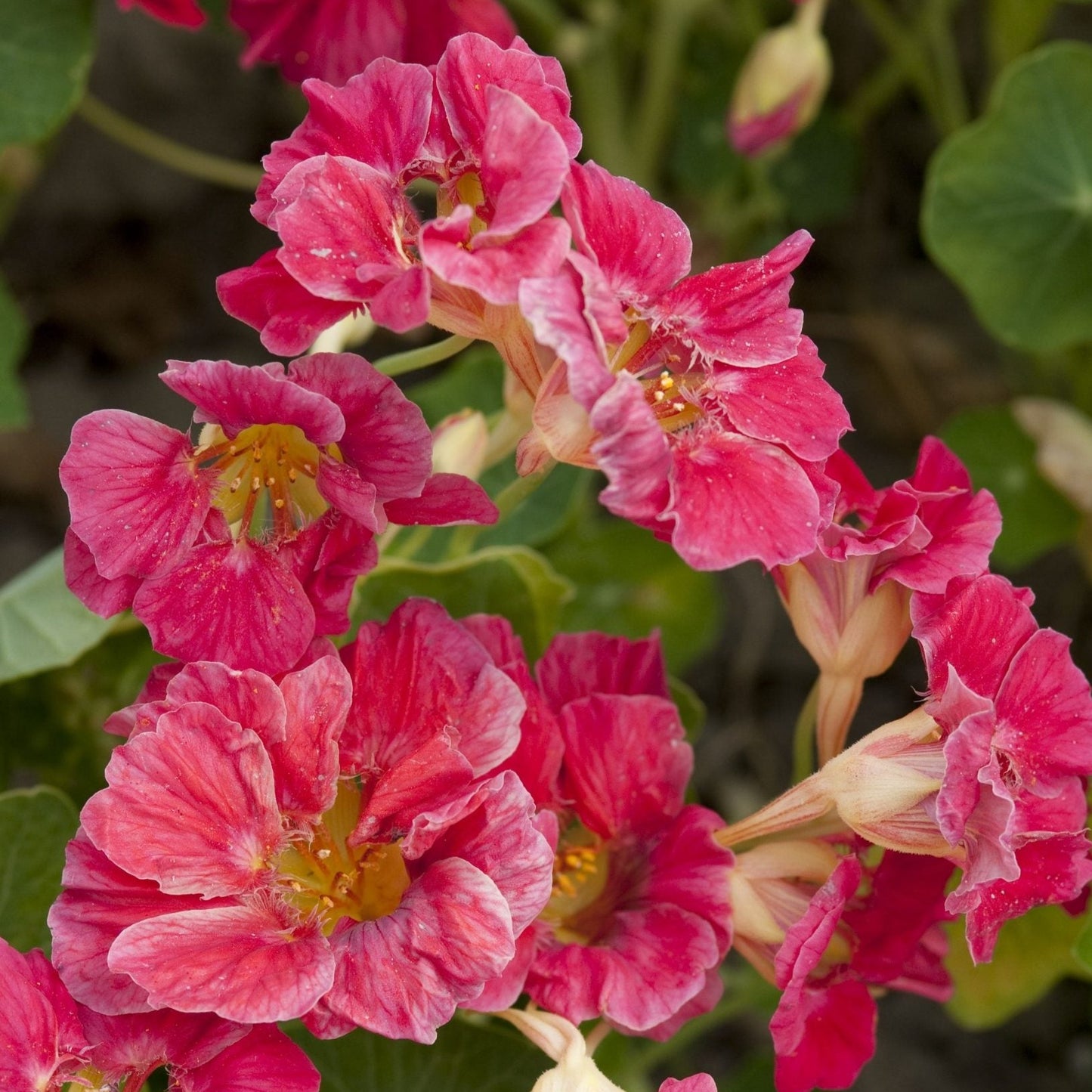 Buskkrasse ´Jewel Cherry Rose´