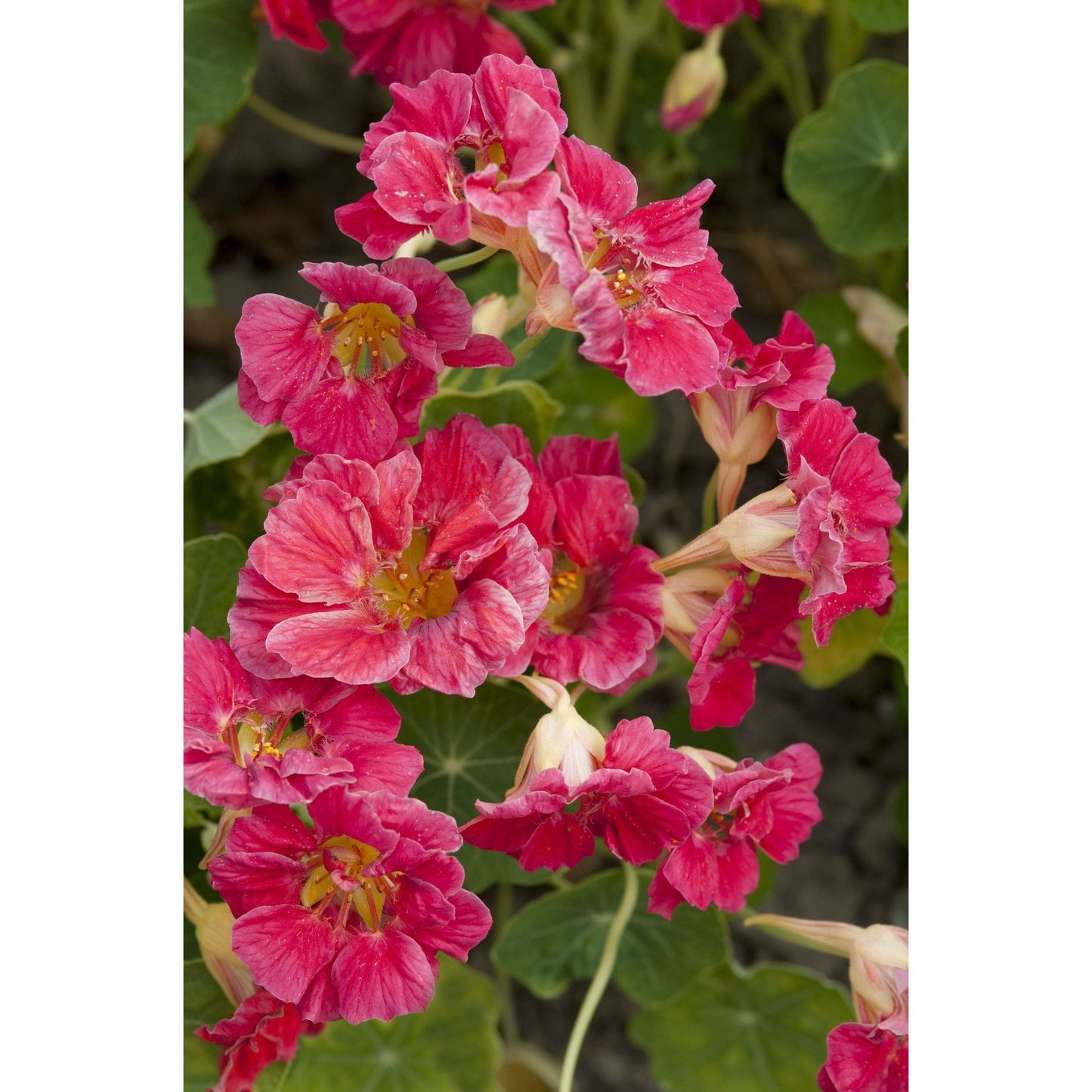 Buskkrasse ´Jewel Cherry Rose´