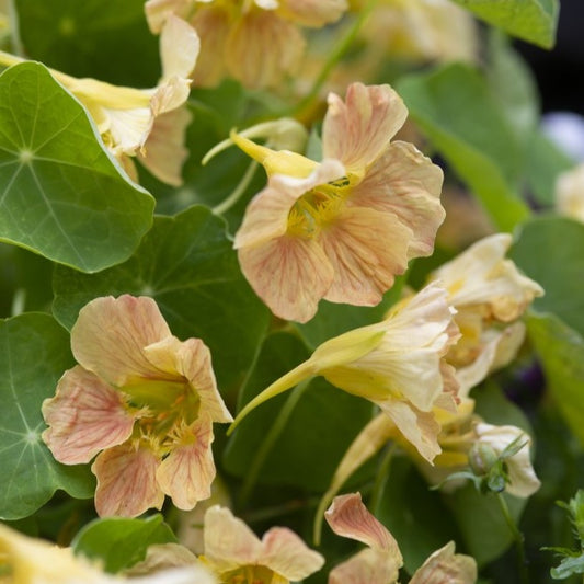 Dvärgkrasse ´Tip Top Pink Blush´