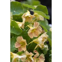 Dvärgkrasse ´Tip Top Pink Blush´