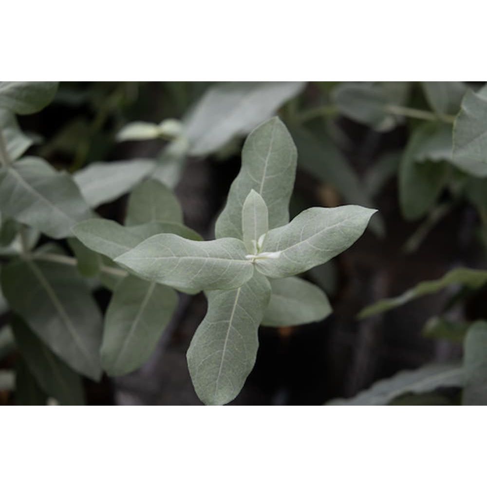 Eucalyptus globulus/Feberträd