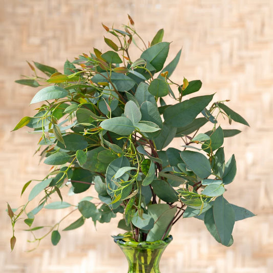 Eucalyptus melanphloia