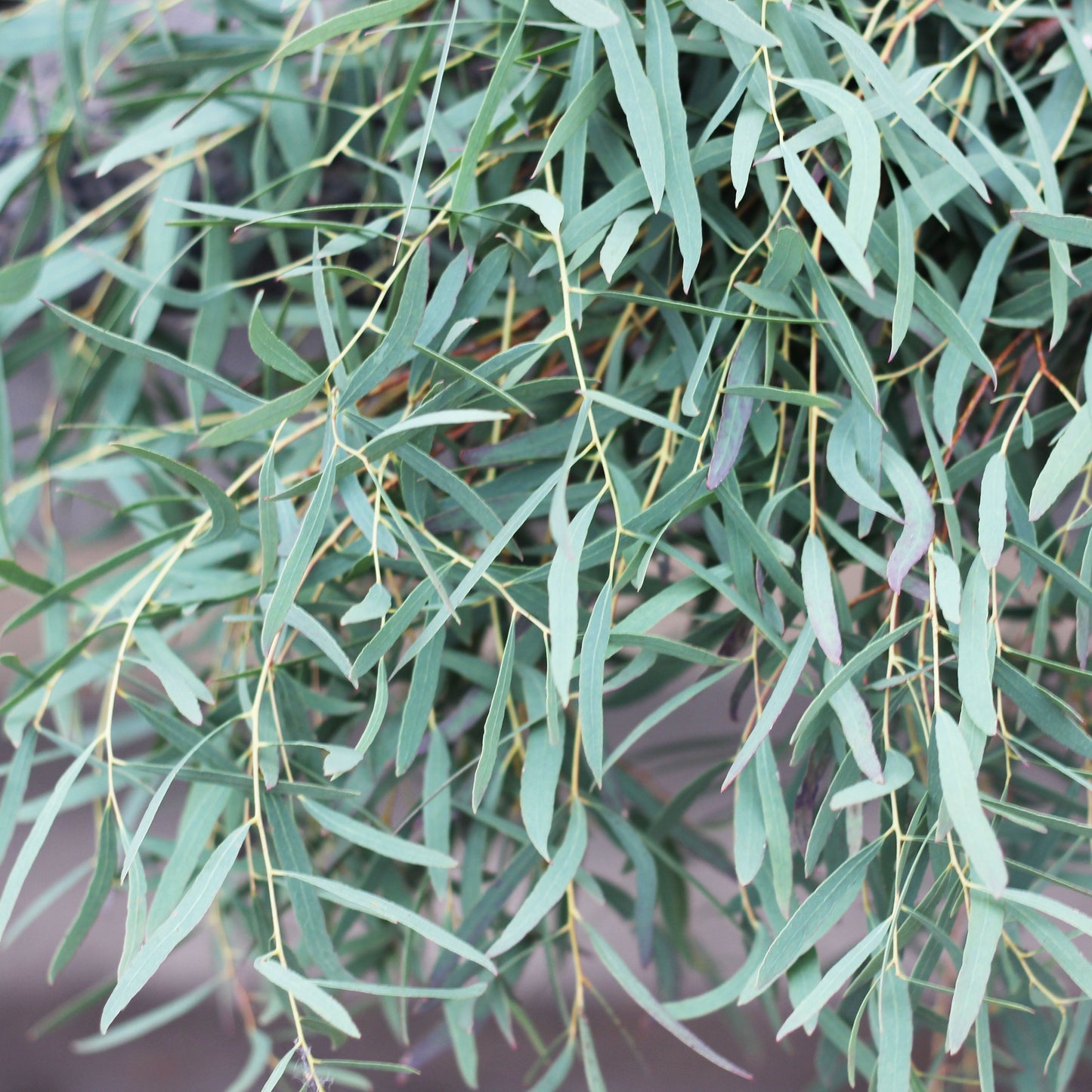 Eucalyptus nicholii